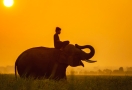 L'éléphant au Cambodge
