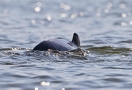 Dauphins de l'Irrawaddy à Kratie