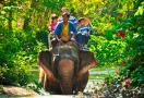 Sanctuaire de la jungle des éléphants Chiang Mai