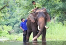 Sanctuaire de la jungle des éléphants Chiang Mai