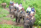 Balade à dos d'éléphant à Chiang Rai