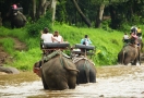 Sanctuaire de la jungle des éléphants Chiang Mai