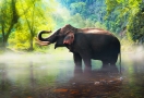 Sanctuaire de la jungle des éléphants Chiang Mai