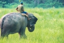 Sanctuaire de la jungle des éléphants Chiang Mai