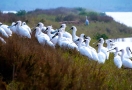 Parc national de Xuan Thuy (Nam Dinh)