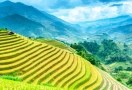 Rizière en terrasses à Sapa
