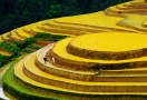 Mu Cang Chai (ses extraordinaires rizières en terrasses)