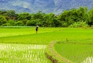Randonnée dans la vallée de Mai Chau