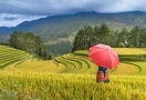 Rizière en terrasses à Sapa