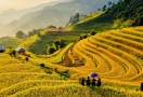 Mu Cang Chai (ses extraordinaires rizières en terrasses)