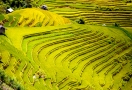 Rizière en terrasses à Sapa