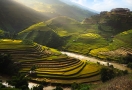 Rizière en terrasses à Sapa
