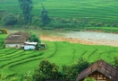Rizière en terrasses à Sapa