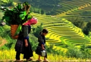 Rizière en terrasses à Sapa