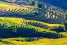 Rizière en terrasses à Sapa