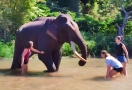 Balade à dos d'éléphant
