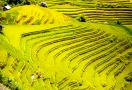 Rizière en terrasses à Sapa