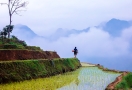 Rizière en terrasses à Pu Luong
