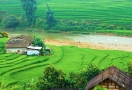 Rizière en terrasses à Sapa
