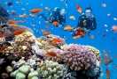 Plongée pour voir le corail à Phu Quoc