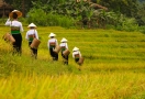 Pu Luong Réserve Naturelle du Vietnam