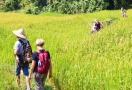 Randonnée dans la vallée de Mai Chau