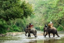 Sanctuaire de la jungle des éléphants Chiang Mai