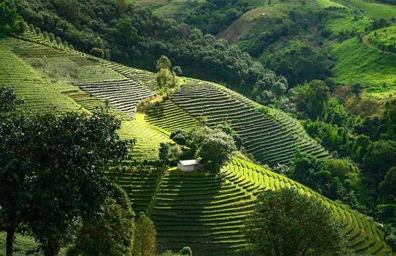 Doi Mae Salong Chiang Rai: Que Faire, Que Voir, Conseils De Voyage Et FAQ Doi Mae Salong Chiang Rai: Que Faire, Que Voir, Conseils De Voyage Et FAQ