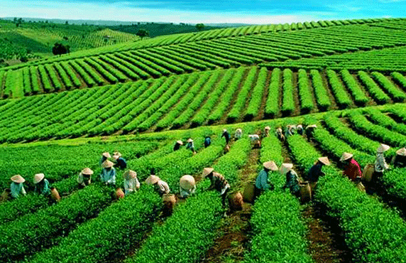 Top 08 Meilleurs Choses à Faire à Lai Chau, Vietnam Top 08 Meilleurs Choses à Faire à Lai Chau, Vietnam