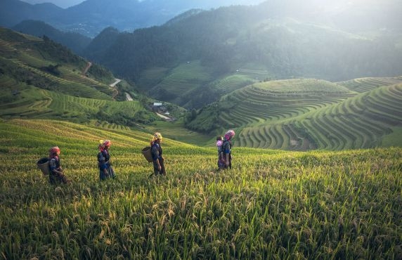 Choisir Sapa Ou Mu Cang Chai Pour Votre Voyage Au Nord Du Vietnam ? Choisir Sapa Ou Mu Cang Chai Pour Votre Voyage Au Nord Du Vietnam ?