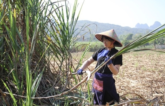 Village De Bo To: Village De Production De Sucre De Canne à Cao Bang Vietnam Village De Bo To: Village De Production De Sucre De Canne à Cao Bang Vietnam