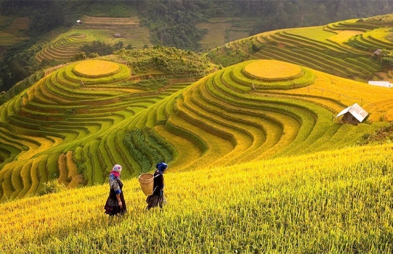 Mam Xoi Et Mong Ngua: Paradis Des Rizières En Terrasses De Mu Cang Chai Mam Xoi Et Mong Ngua: Paradis Des Rizières En Terrasses De Mu Cang Chai