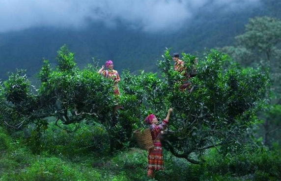 Plantation De Thé De Nghia Lo: Découvrez Les Champs De Thé Vert à Yen Bai Plantation De Thé De Nghia Lo: Découvrez Les Champs De Thé Vert à Yen Bai