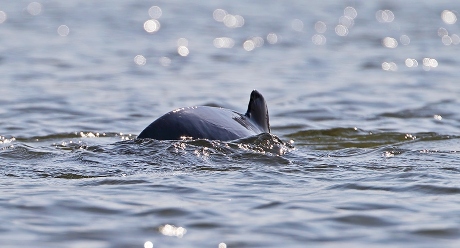 Dauphins de l'Irrawaddy à Kratie