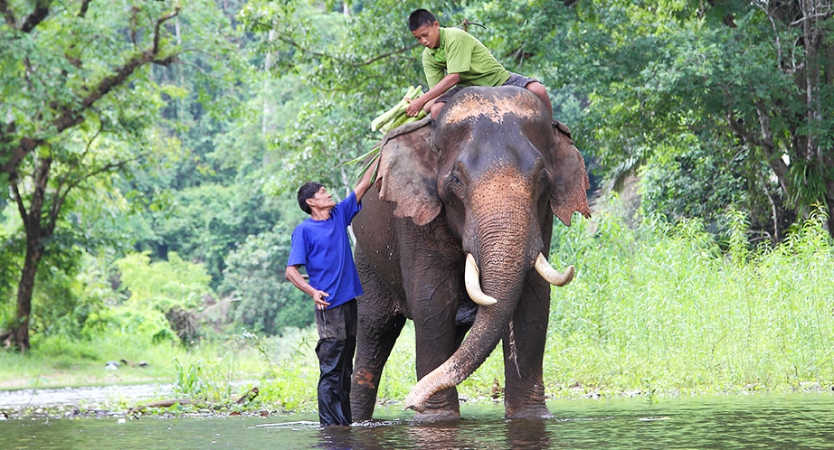 Sanctuaire de la jungle des éléphants Chiang Mai