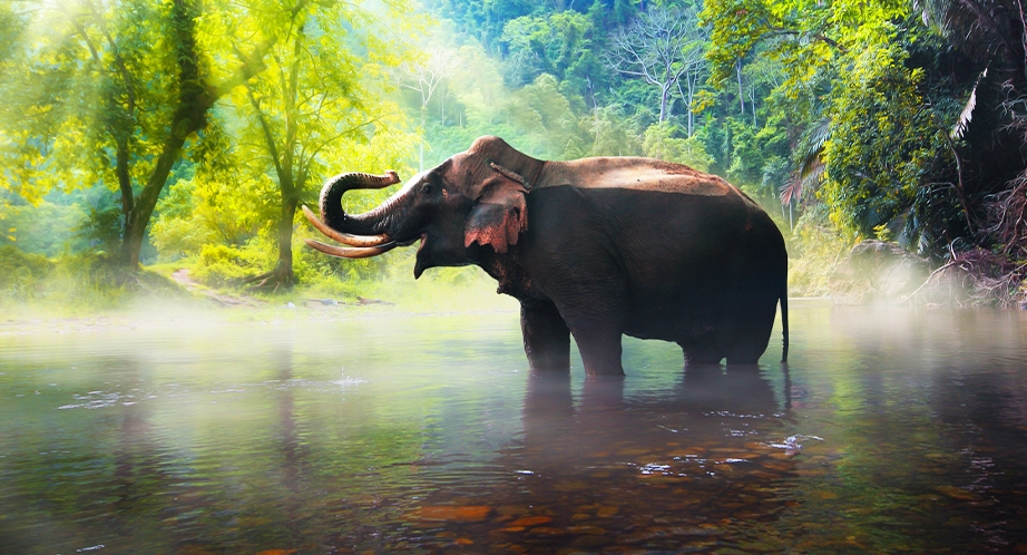 Sanctuaire de la jungle des éléphants Chiang Mai