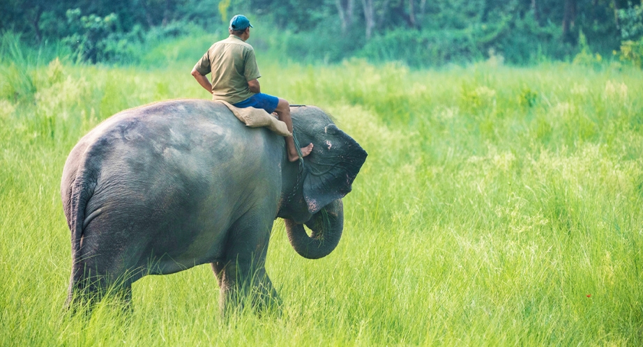 Sanctuaire de la jungle des éléphants Chiang Mai