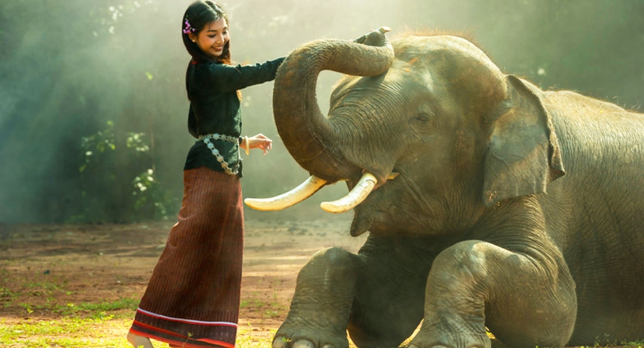 Sanctuaire de la jungle des éléphants Chiang Mai