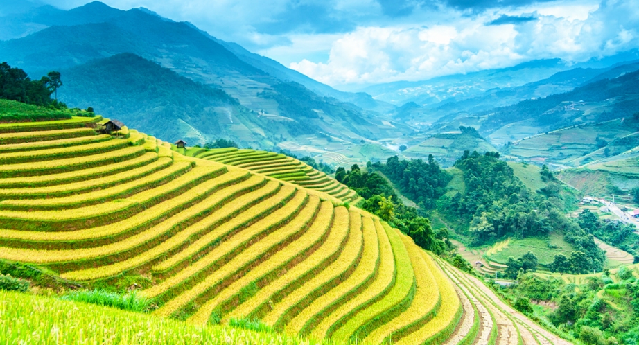 Rizière en terrasses à Sapa