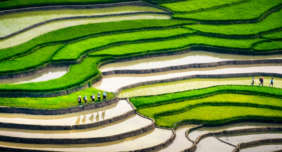 Tú Lệ (ses extraordinaires rizières en terrasses)