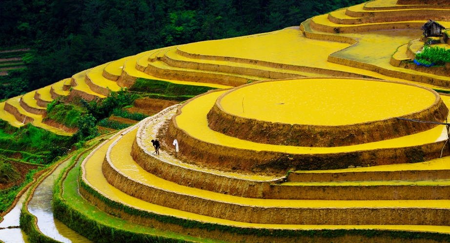 Mu Cang Chai (ses extraordinaires rizières en terrasses)