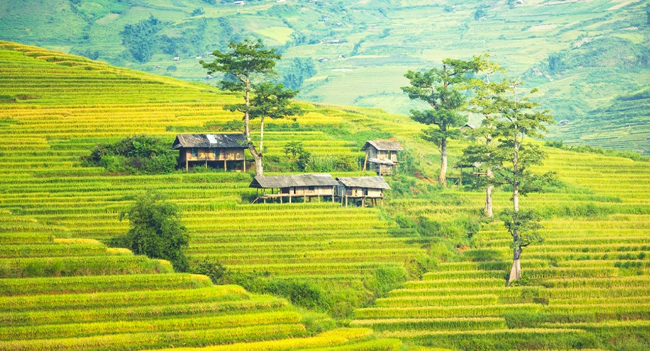 Rizière en terrasses à Sapa, Bac Ha