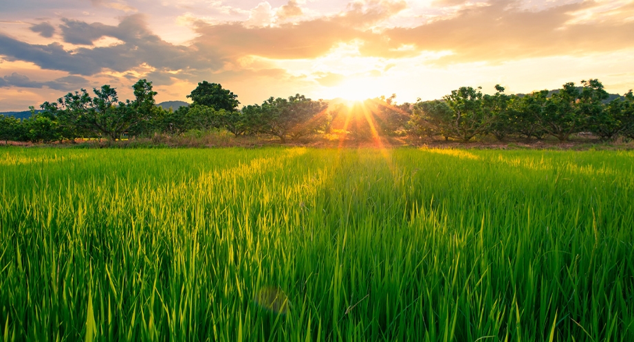 La vallée de Mai Chau (Vietnam)