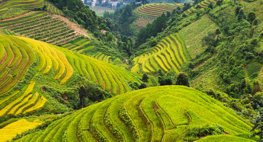 Rizière en terrasses à Sapa