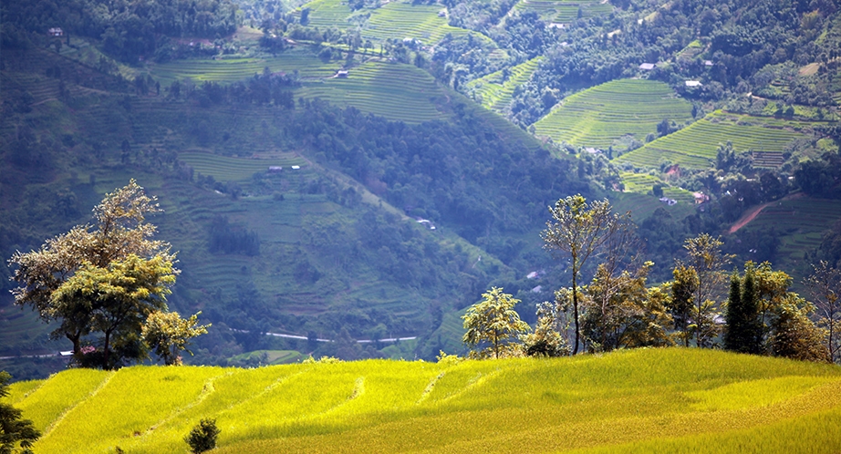 Rizière en terrasses à Sapa