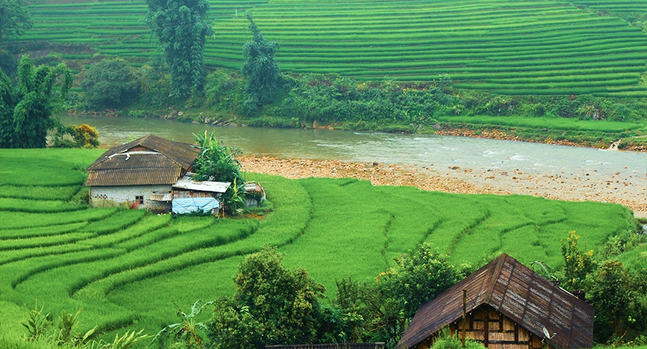 Rizière en terrasses à Sapa