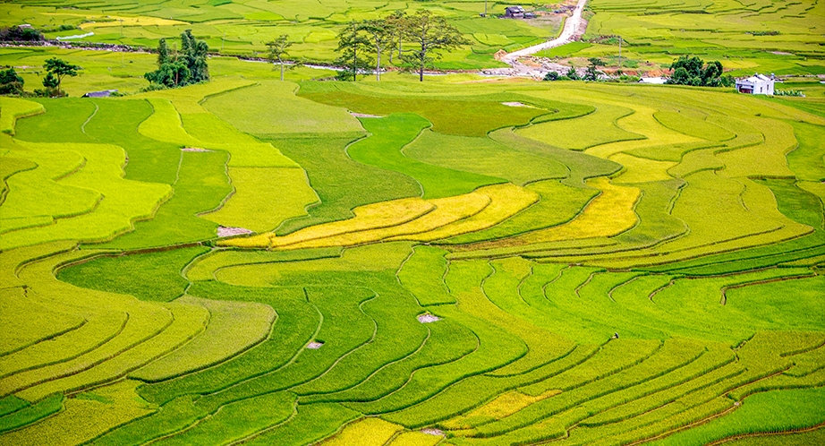 Rizière en terrasses à Sapa