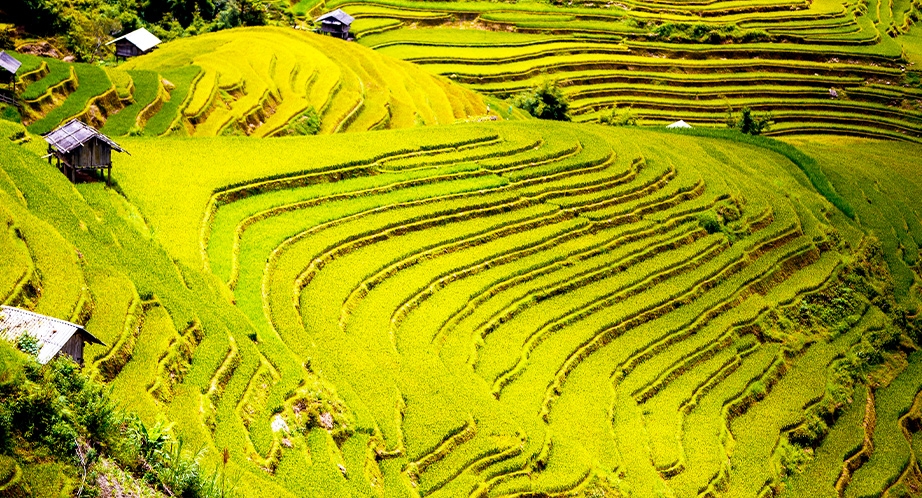 Rizière en terrasses à Sapa