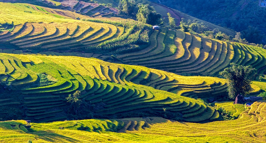 Rizière en terrasses à Sapa