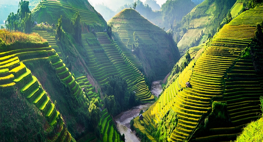 Rizière en terrasses à Sapa